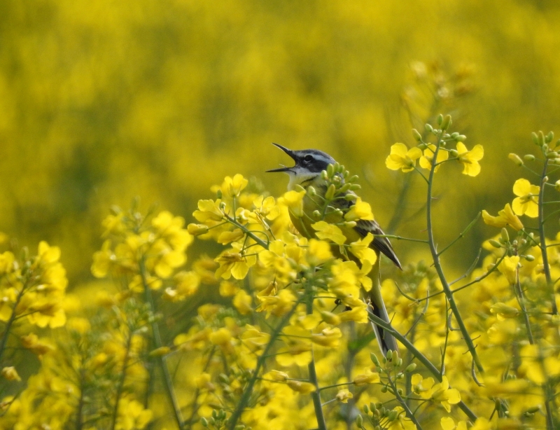 Photo Oiseaux Bergeronette printanière (Motacilla flava)