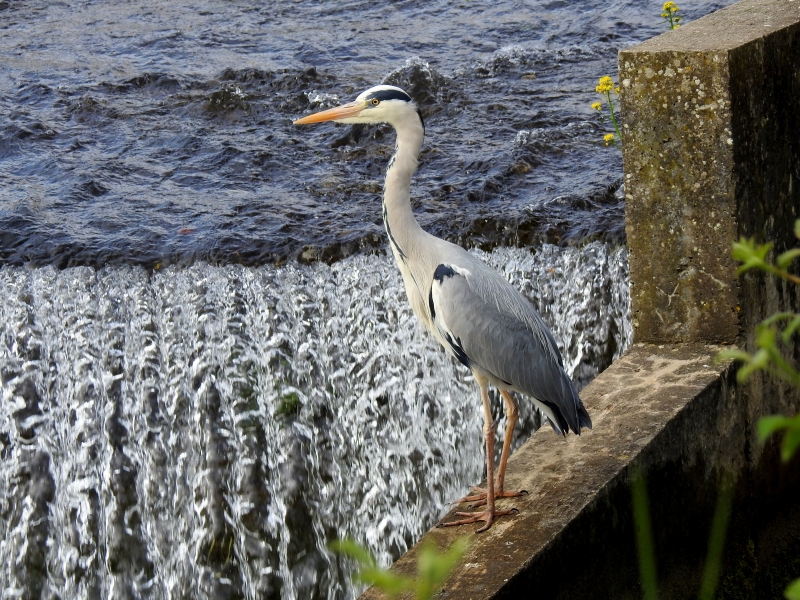 Photo Oiseaux Héron cendré (Ardea cinerea)