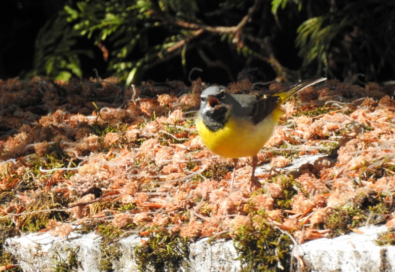 Photo Oiseaux Bergeronnette des ruisseaux (Motacilla cinerea)