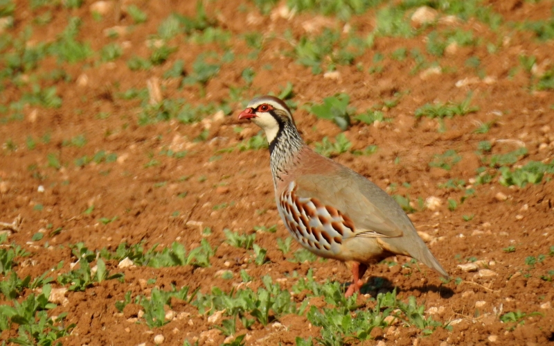 Photo Oiseaux Perdrix rouge (Alectoris rufa)