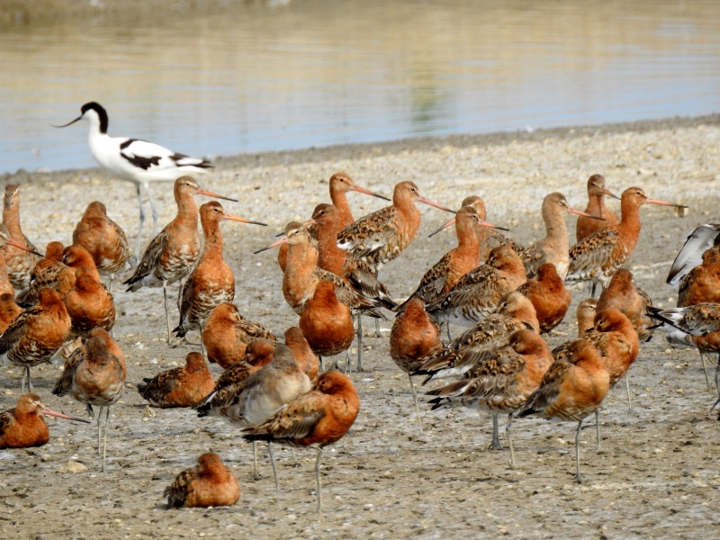 Photo Oiseaux Barge à queue noire (Limosa limosa)