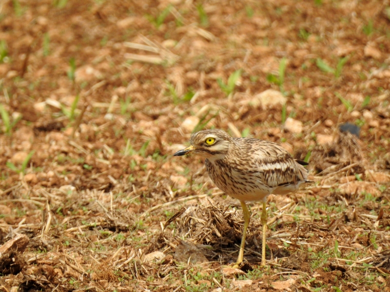 Photo Oiseaux Oedicnème criard (Burhinus oedicnemus) 