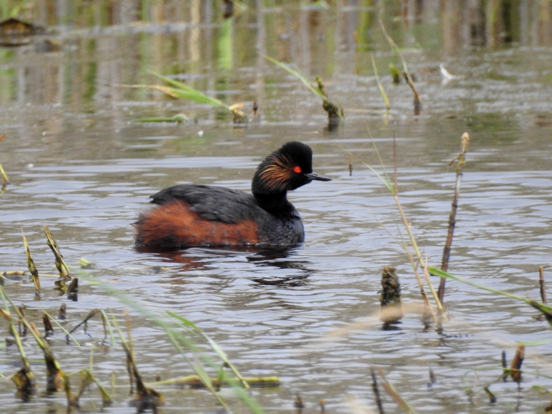 Photo Oiseaux Grèbe à cou noir (Podiceps nigricollis)