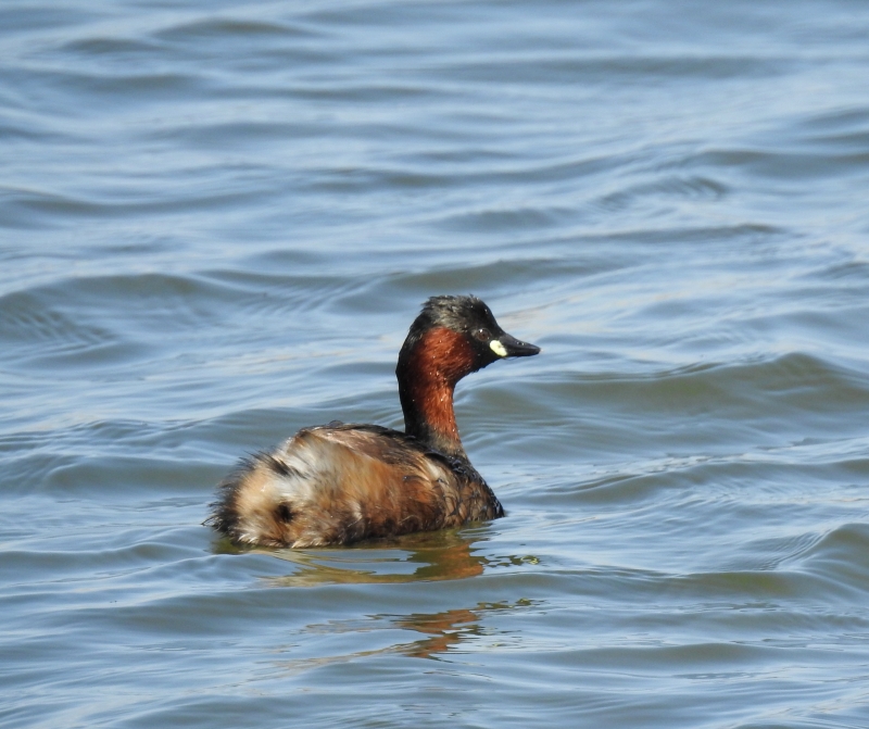 Photo Oiseaux Grèbe castagneux