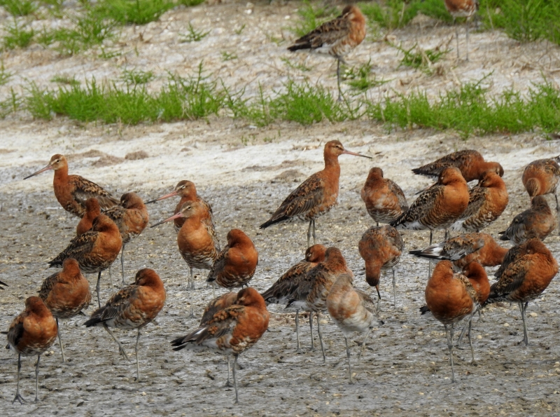 Photo Oiseaux Barge à queue noire (Limosa limosa)