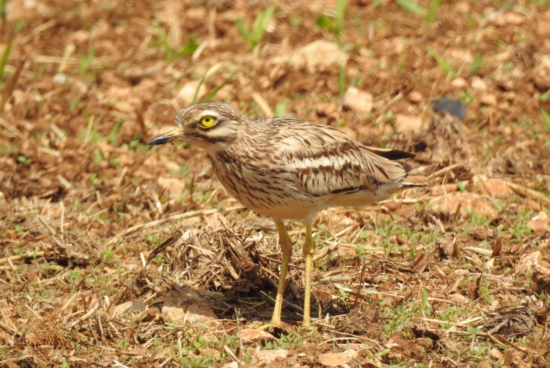 Photo Oiseaux Oedicnème criard (Burhinus oedicnemus) 