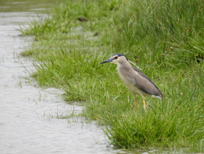 Photo Oiseaux Héron bihoreau gris (Nycticorax nycticorax)