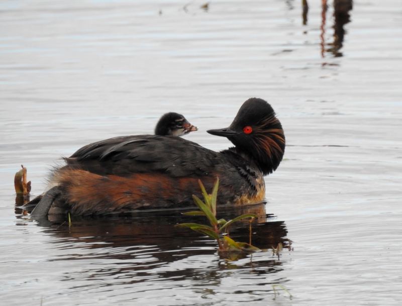 Photo Oiseaux Grèbe  à cou noir avec son poussin