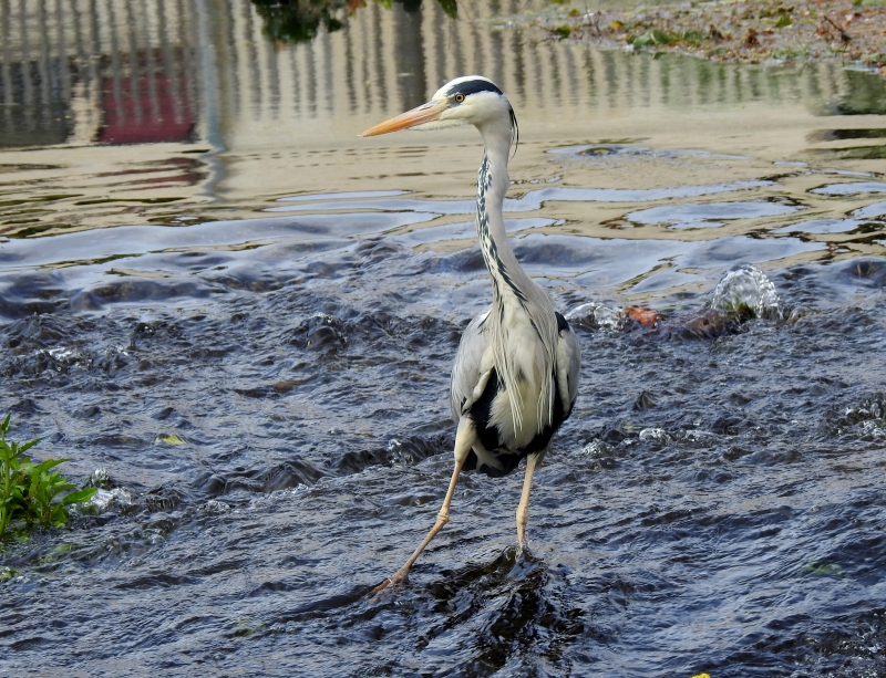 Photo Oiseaux Héron cendré