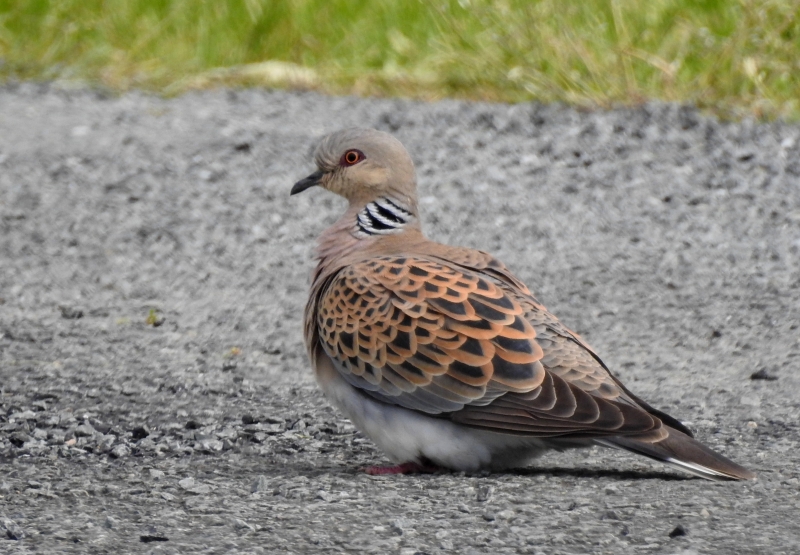 Photo Oiseaux Tourterelle des bois (Streptopelia turtur)