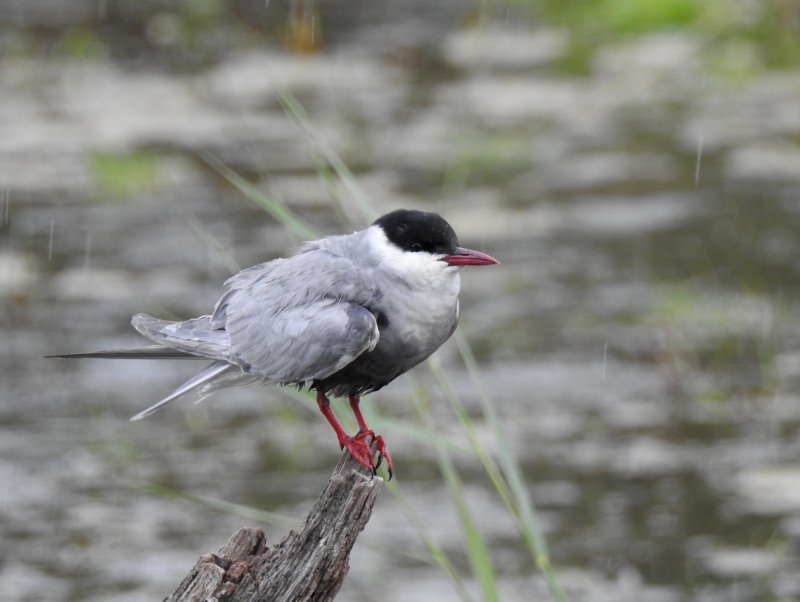 Photo Oiseaux Guifette moustac