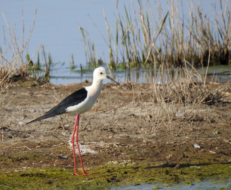 Photo Oiseaux Echasse Blanche (Himantopus himantopus)