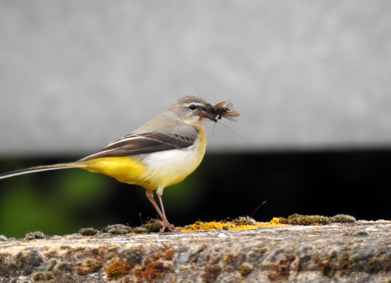 Photo Oiseaux Bergeronnette des ruisseaux (Motacilla cinerea)