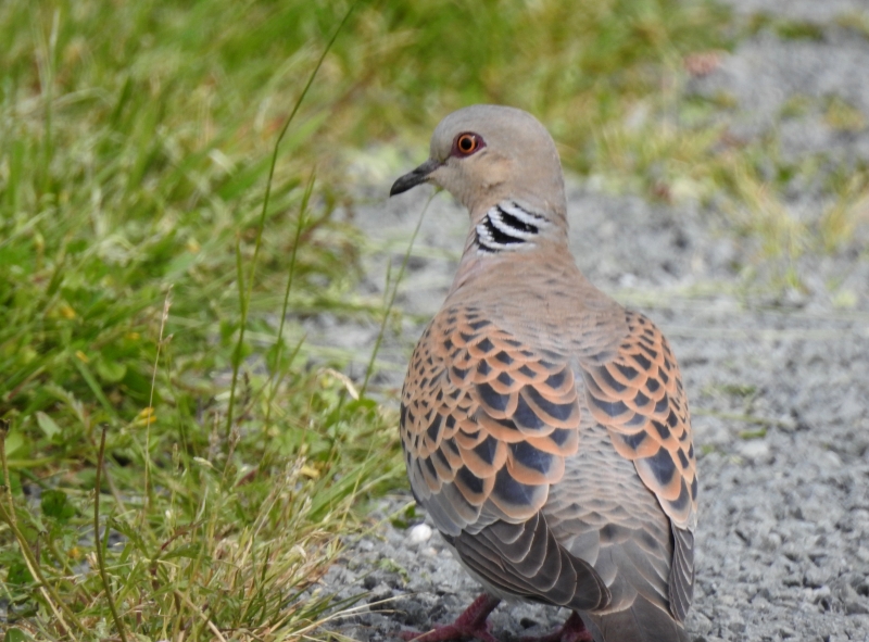 Photo Oiseaux Tourterelle des bois (Streptopelia turtur)