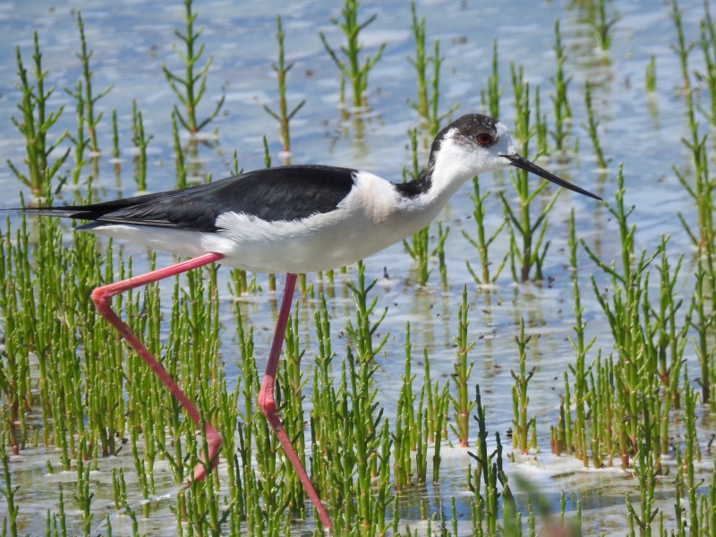 Photo Oiseaux Echasse Blanche (Himantopus himantopus)