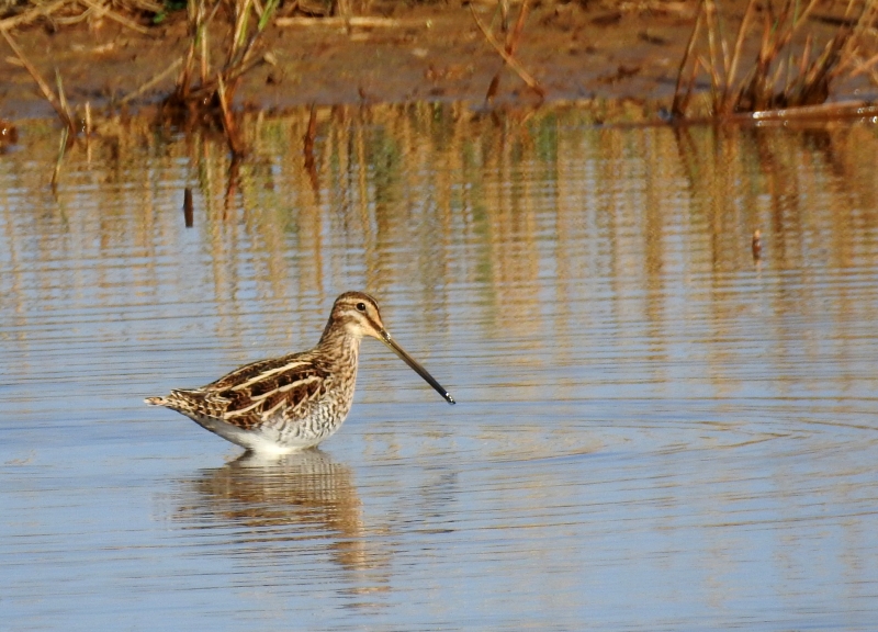 Photo Oiseaux bècassine des marais