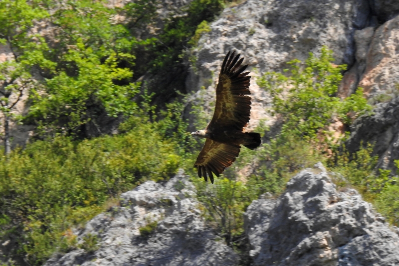 Photo Oiseaux Vautour fauve (Gyps fulvus)