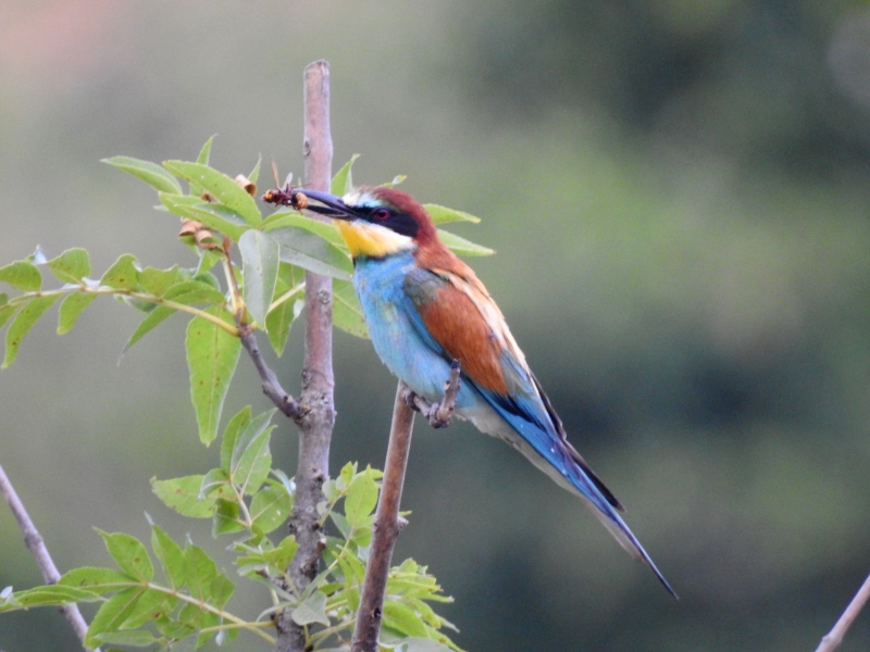 Photo Oiseaux guepier d'europe