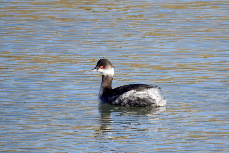 Photo Oiseaux grebe à cou noir