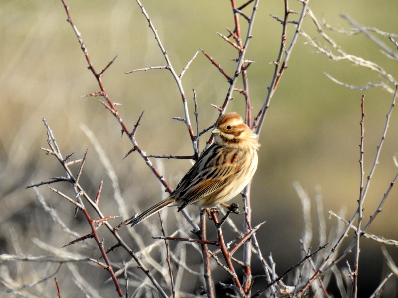 Photo Oiseaux