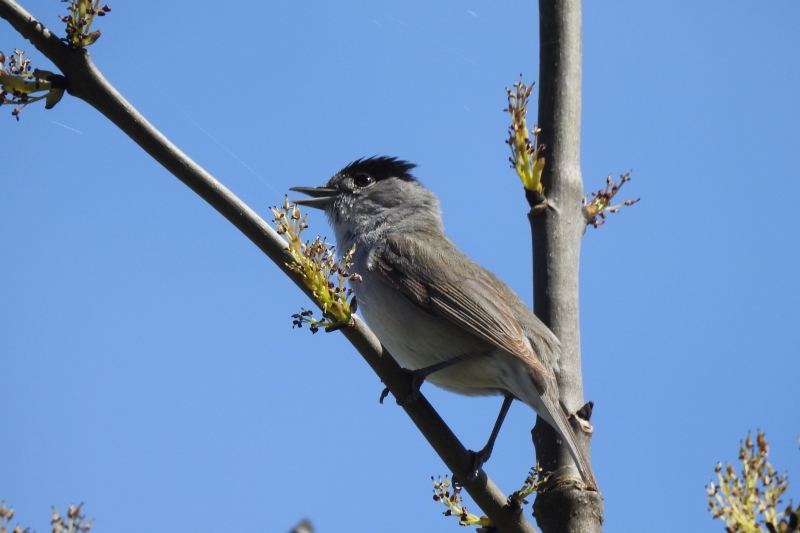 Photo Oiseaux fauvette a tête noire ( mâle )