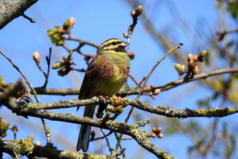 Photo Oiseaux Bruant zizi