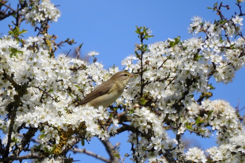 Photo Oiseaux Pouillot fitis