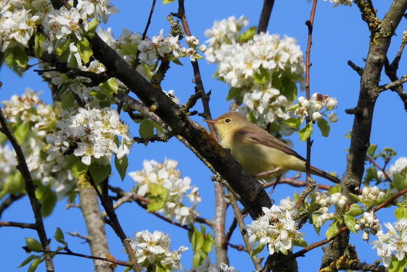 Photo Oiseaux Hypolais polyglotte