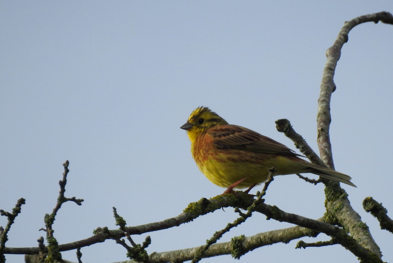 Photo Oiseaux Bruant jaune (Emberiza citrinella)