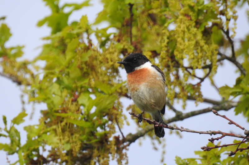 Photo Oiseaux tarier pâtre