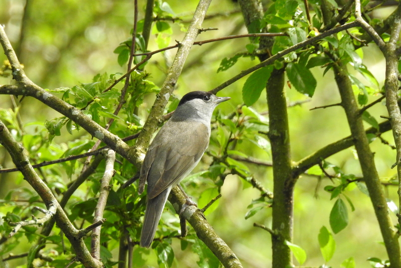 Photo Oiseaux Fauvette à tête noire (Sylvia atricapilla)