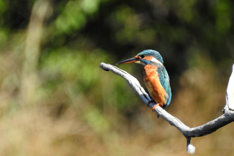 Photo Oiseaux Martin-pecheur d'Europe