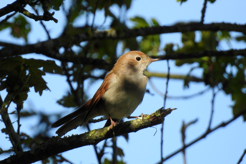 Photo Oiseaux Rossignol philomèle (Luscinia megarhynchos)