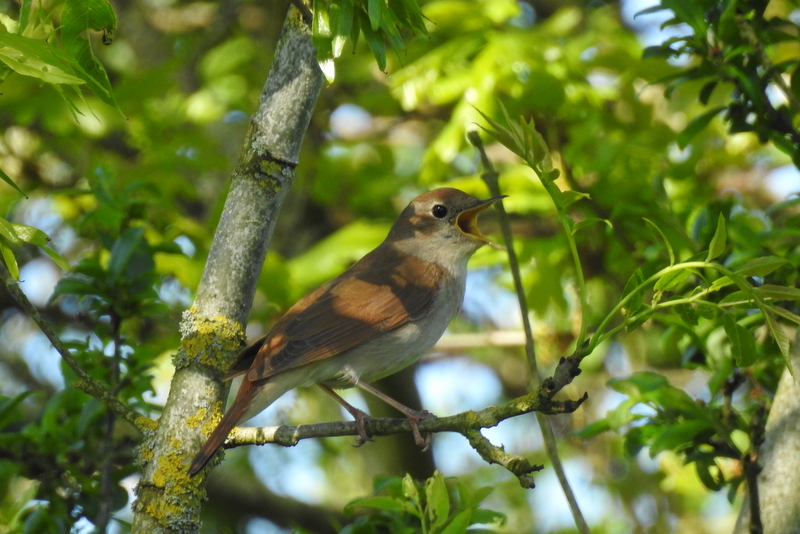 Photo Oiseaux Rossignol philomèle (Luscinia megarhynchos)