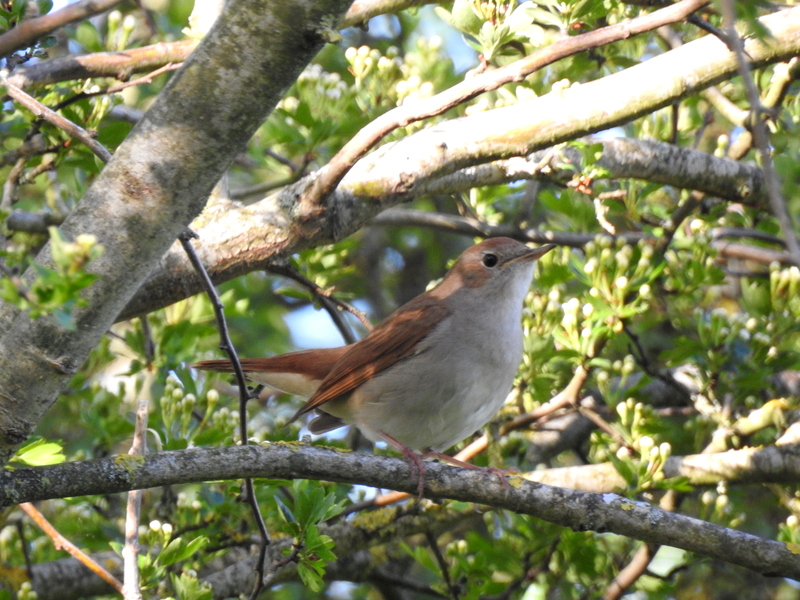 Photo Oiseaux Rossignol philomèle (Luscinia megarhynchos)