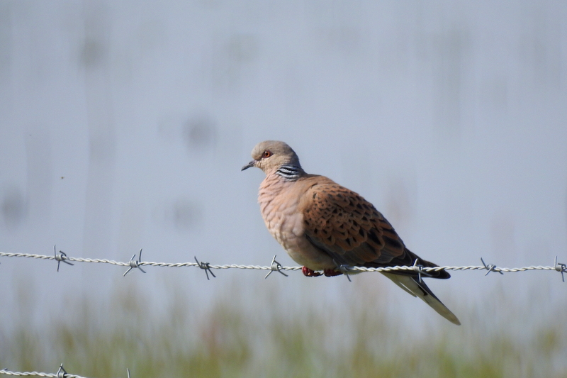 Photo Oiseaux Tourterelle des bois