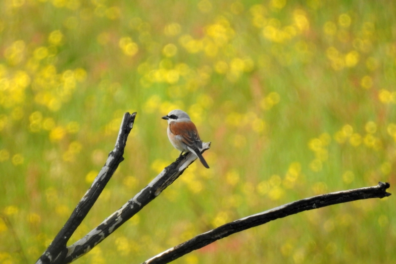 Photo Oiseaux pie grièche écorcheur