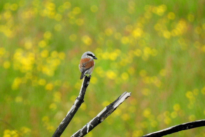 Photo Oiseaux pie grièche écorcheur