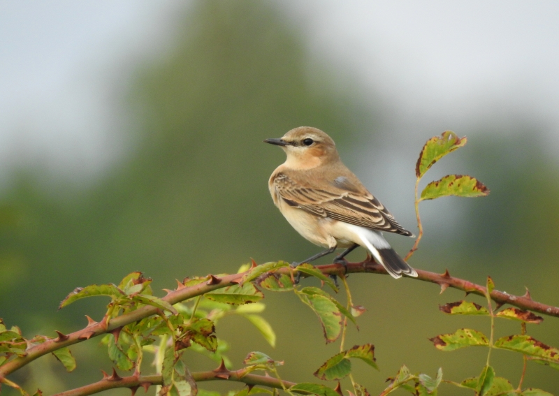 Photo Oiseaux Traquet motteux (Oenanthe oenanthe)