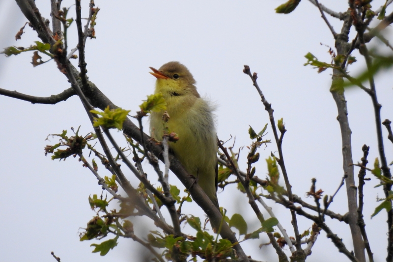 Photo Oiseaux Hypolais polyglotte