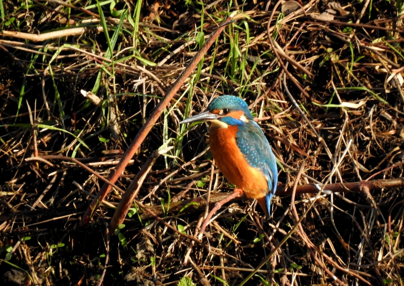 Photo Oiseaux martin pêcheur