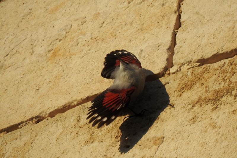 Photo Oiseaux Tichodrome échelette (Tichodroma muraria)