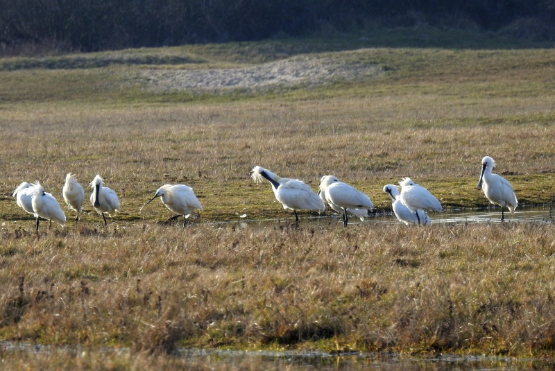 Photo Oiseaux Spatules blanches