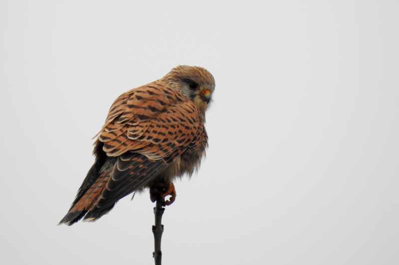 Photo Oiseaux Faucon crécerelle (Falco tinnunculus)