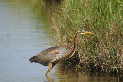 Photo Oiseaux heron pourpre