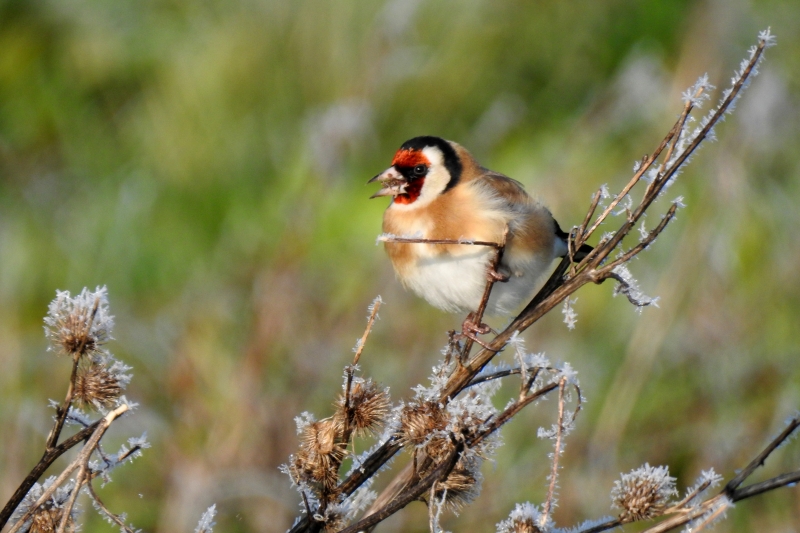 Photo Oiseaux Chardonneret élégant (Carduelis carduelis)