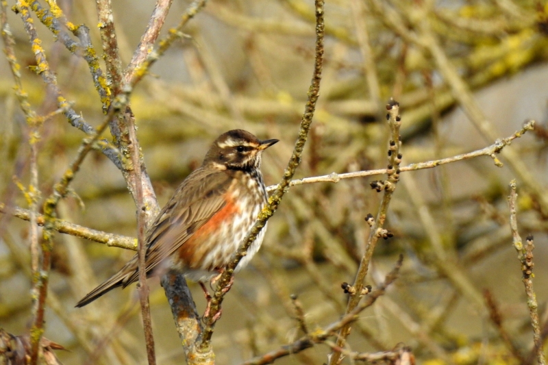 Photo Oiseaux Grive mauvis