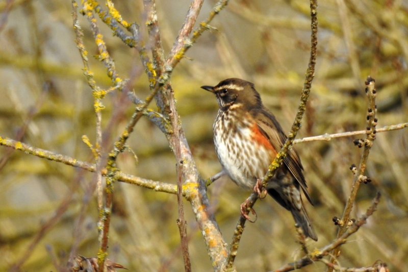 Photo Oiseaux Grive mauvis