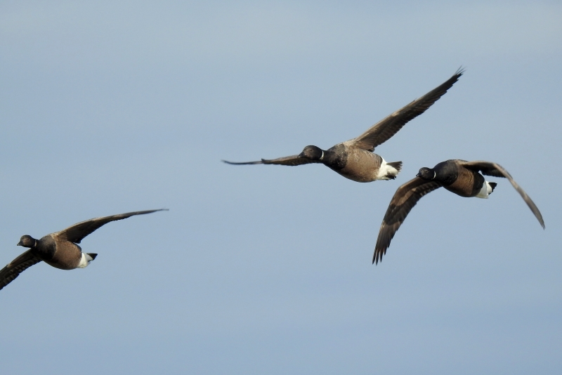 Photo Oiseaux Bernache cravant (Branta bernicla)