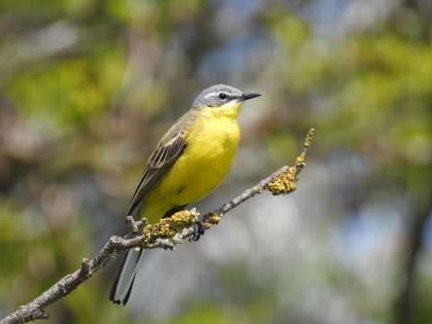 Photo Oiseaux Bergeronnette printanière